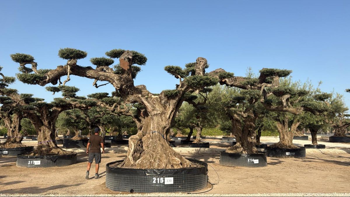 N - OL EU 130 OL EU Olea Europaea Pom Pom Farga - Netting
