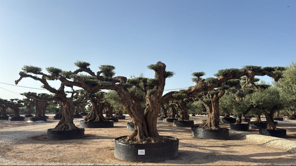 L - OL EU Olea Europaea Pom Pom Farga - Netting