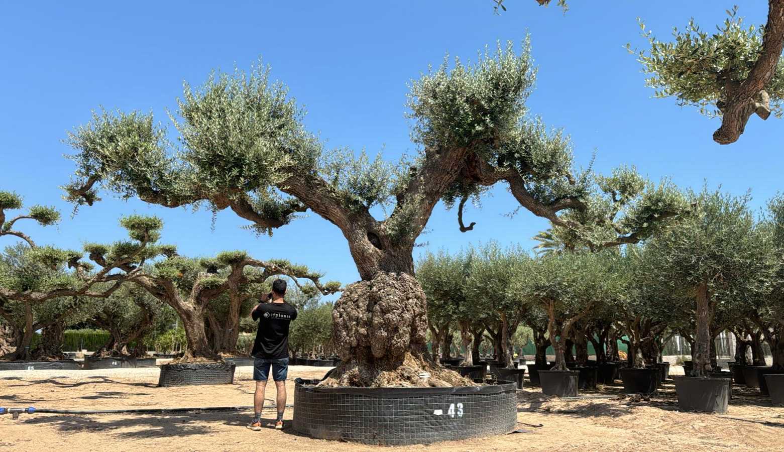 K - OL EU Olea Europaea Farga - Netting