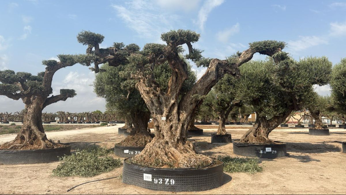 K - OL EU 193 OL EU Olea Europaea Pom Pom Farga - Netting