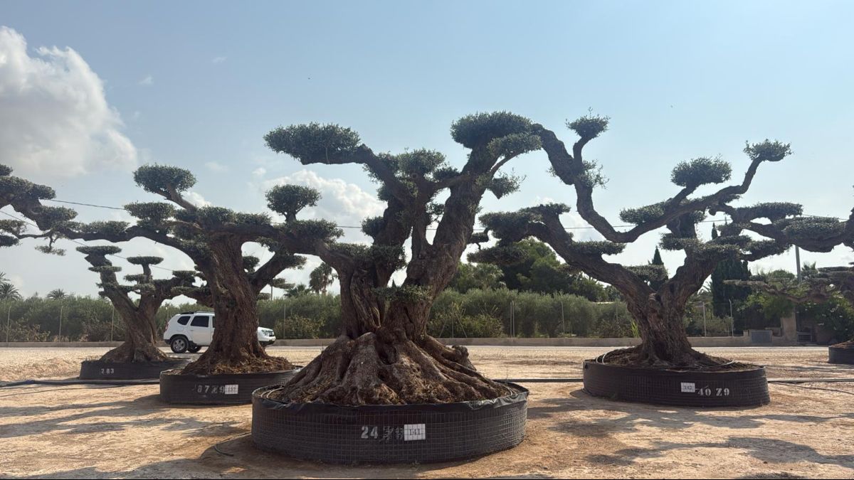 K - OL EU 141 OL EU Olea Europaea Pom Pom Farga - Netting