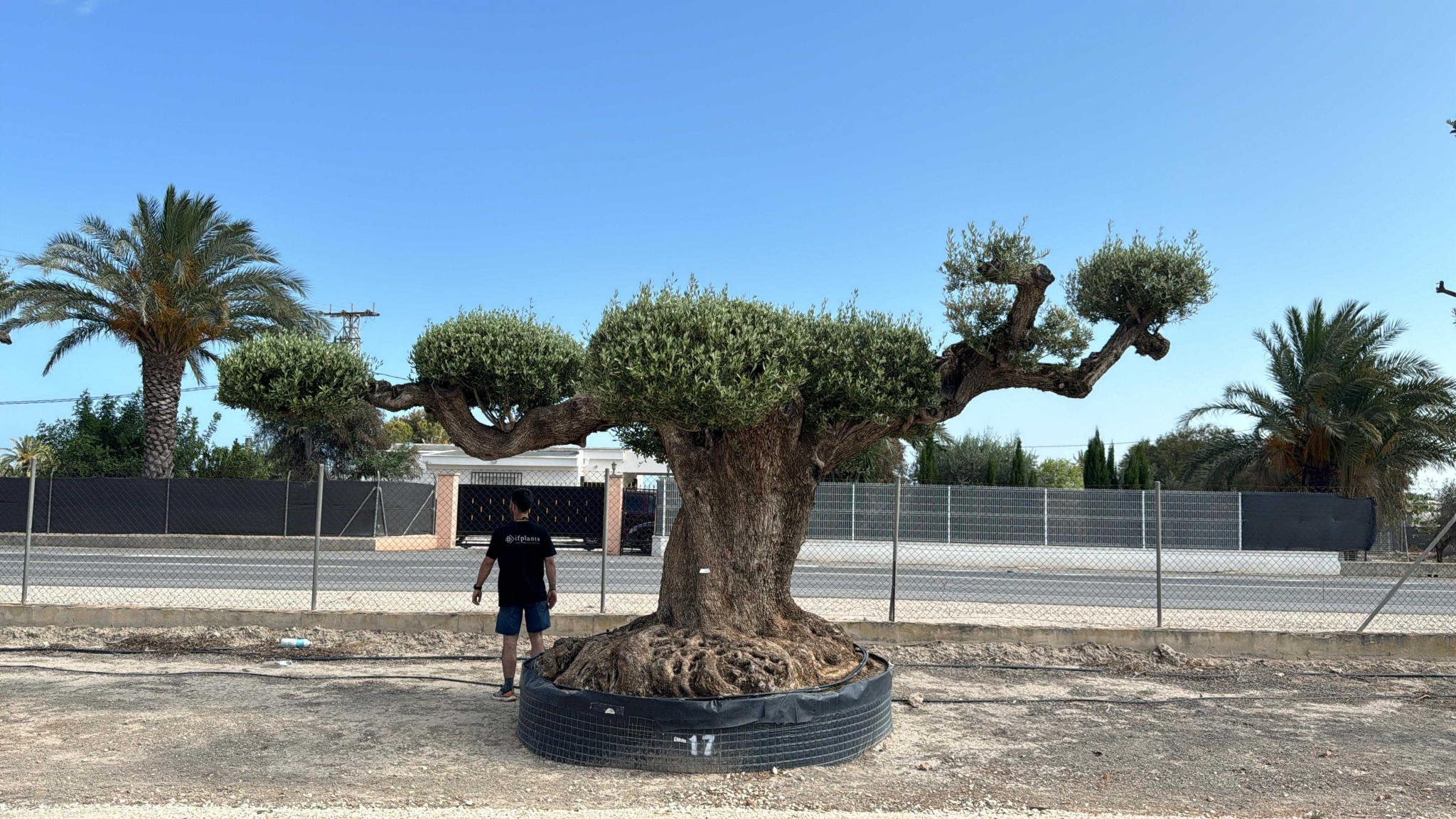 J - OL EU Olea Europaea Farga - Netting