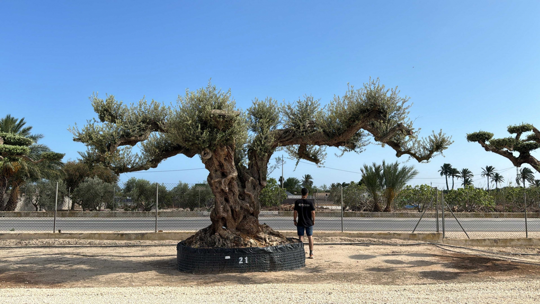 J - OL EU Olea Europaea Farga - Netting