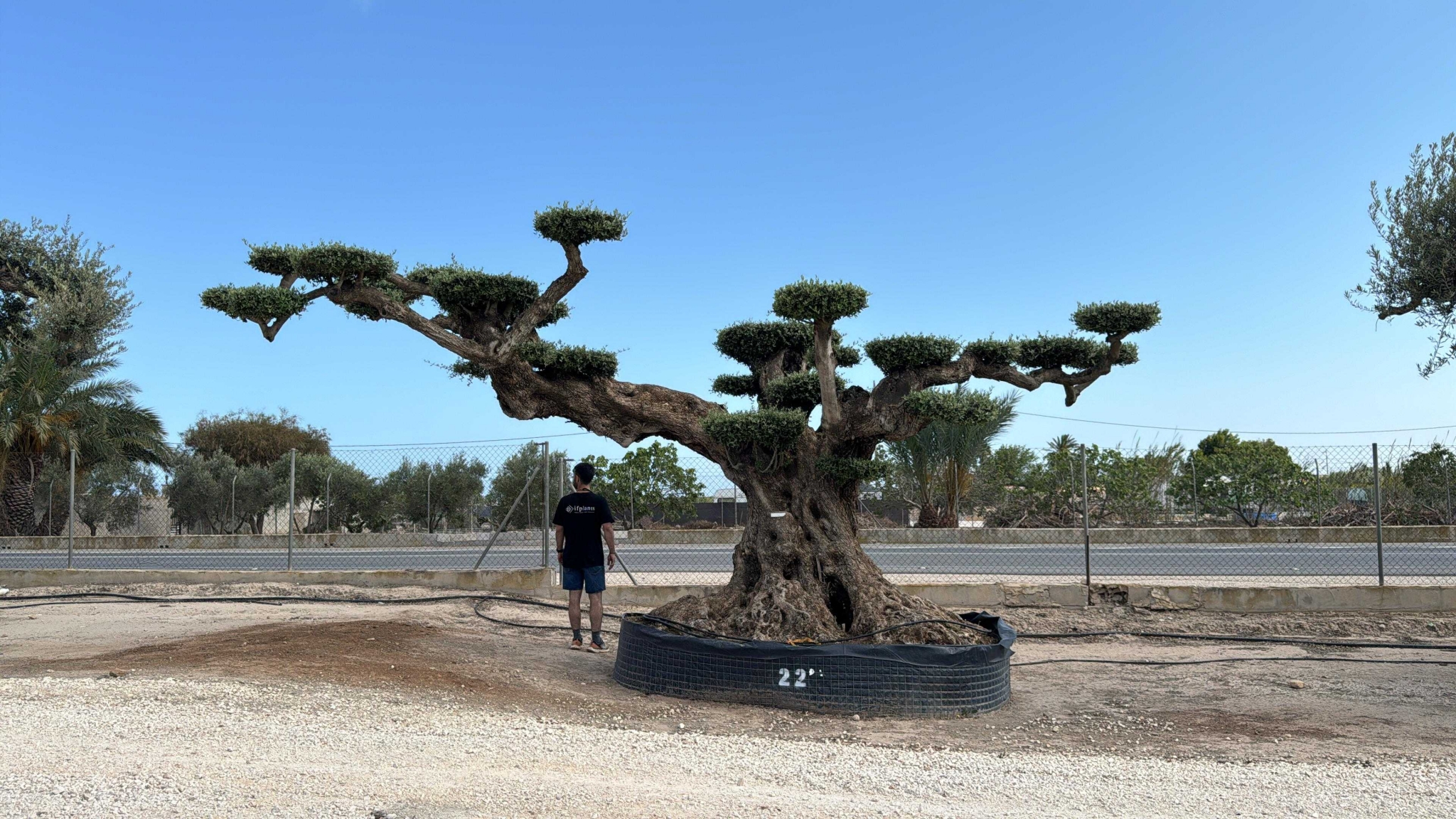 J - OL EU Olea Europaea Farga - Netting