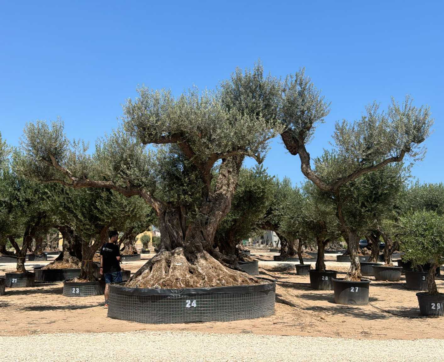 J - OL EU Olea Europaea Farga - Netting