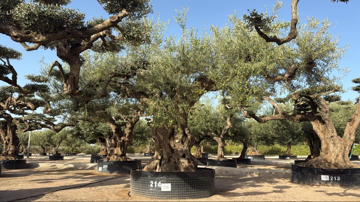 J - OL EU 131 OL EU Olea Europaea Farga - Netting