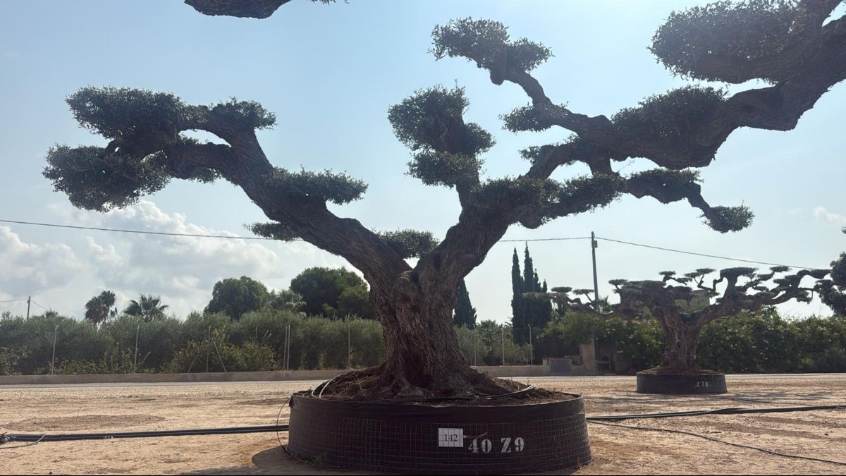 J - OL EU 142 OL EU Olea Europaea Pom Pom Farga - Netting
