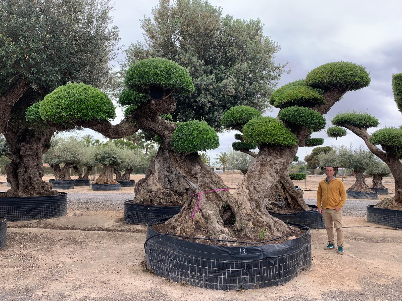 F - OL EU 03 Olea Europaea Topiary Clouds