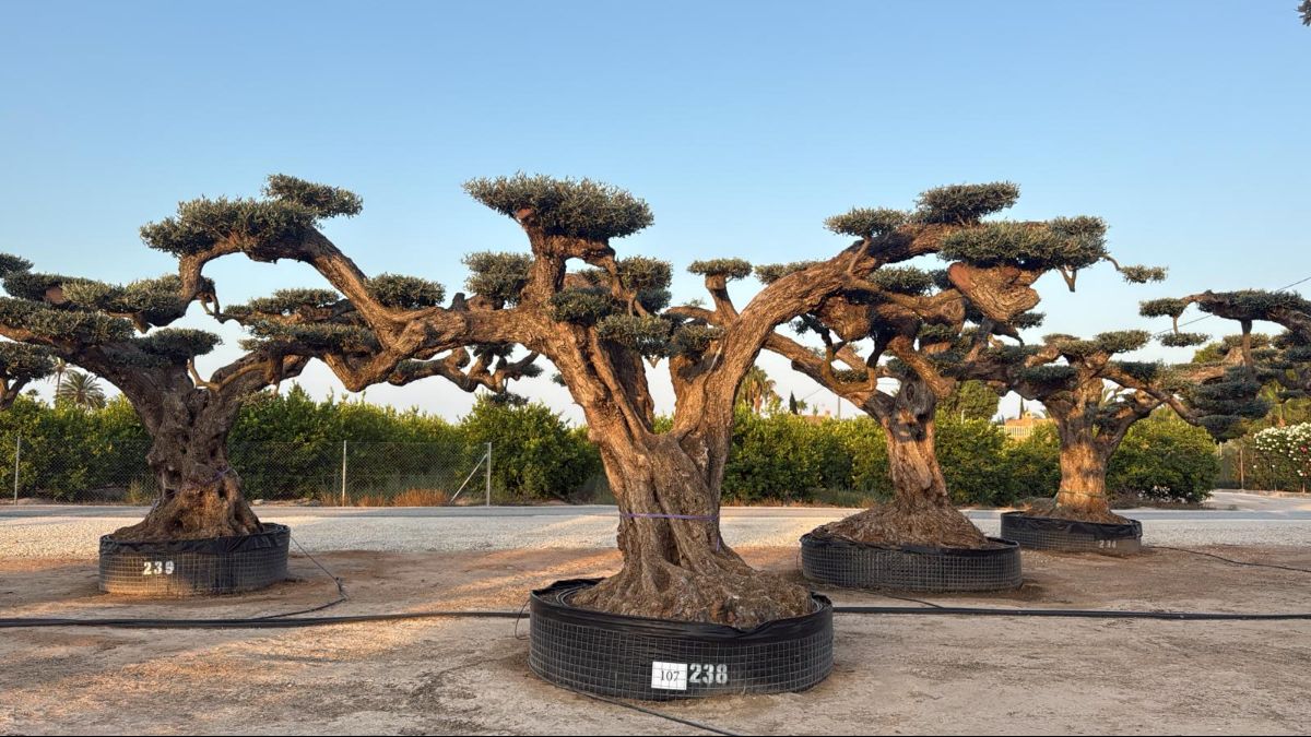 J - OL EU 107 OL EU Olea Europaea Pom Pom Farga - Netting