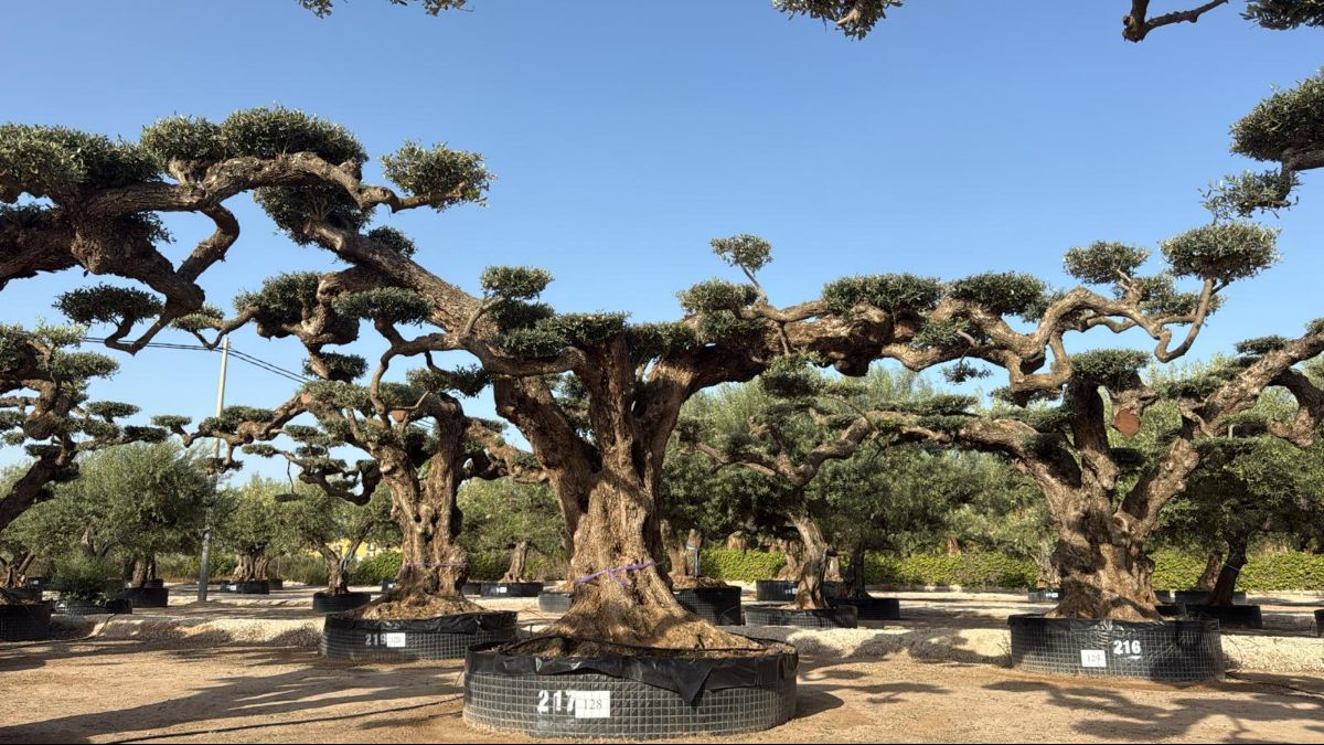 H - OL EU Olea Europaea Pom Pom Farga - Netting
