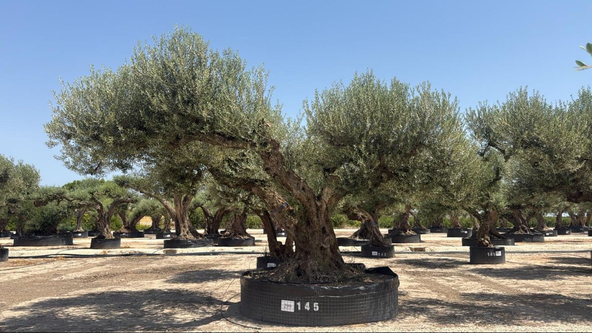 G - OL EU Olea Europaea Farga - Netting