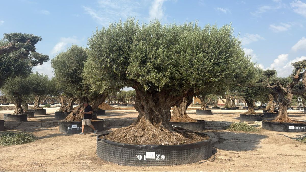 G - OL EU Olea Europaea Farga - Netting