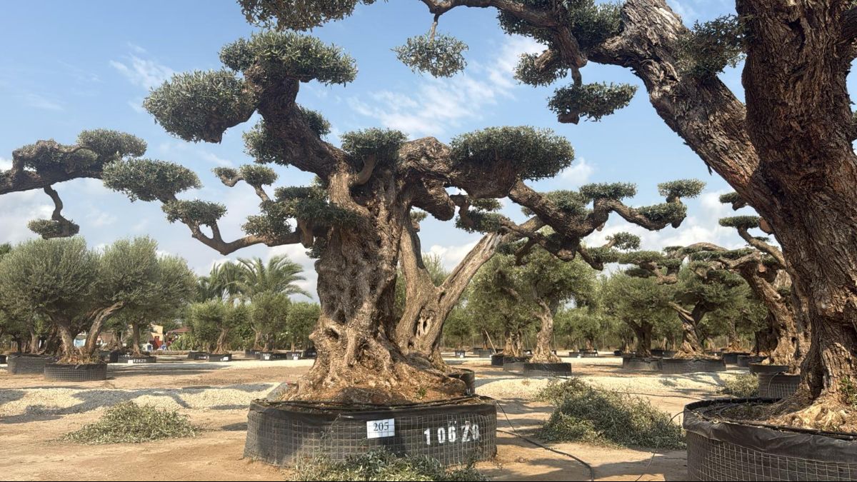 G - OL EU Olea Europaea Pom Pom Farga - Netting