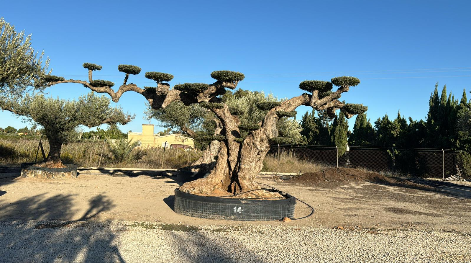 G - OL EU Olea Europaea Pom Pom Farga - Netting