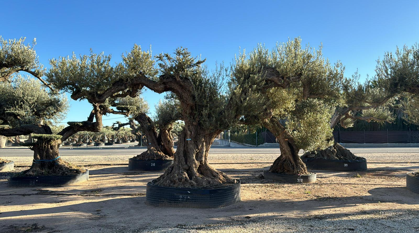 G - OL EU Olea Europaea Farga - Netting