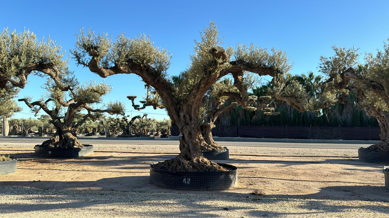 G - OL EU Olea Europaea Farga - Netting