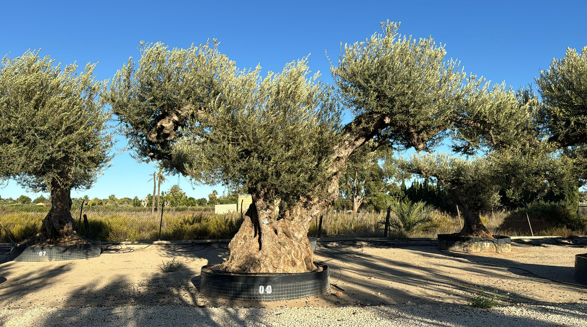 G - OL EU Olea Europaea Farga - Netting