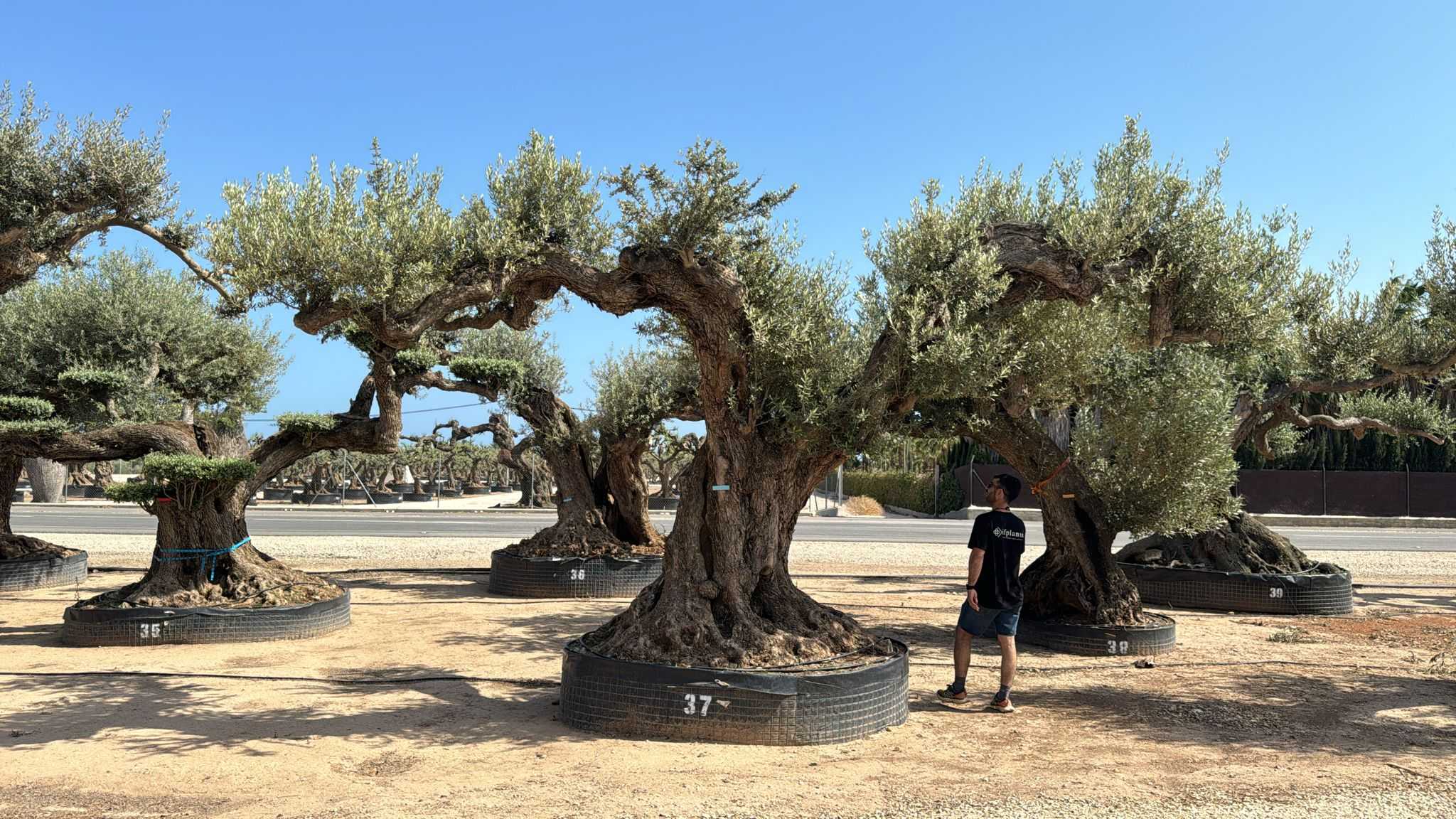 G - OL EU Olea Europaea Farga - Netting