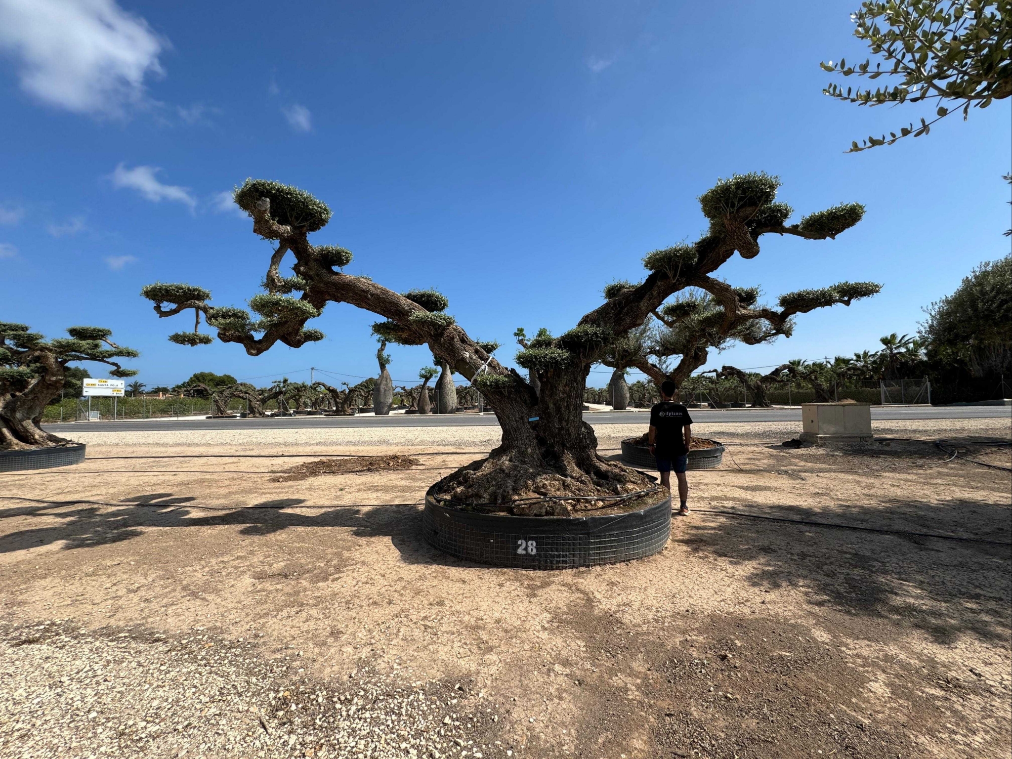 G - OL EU Olea Europaea Farga - Netting