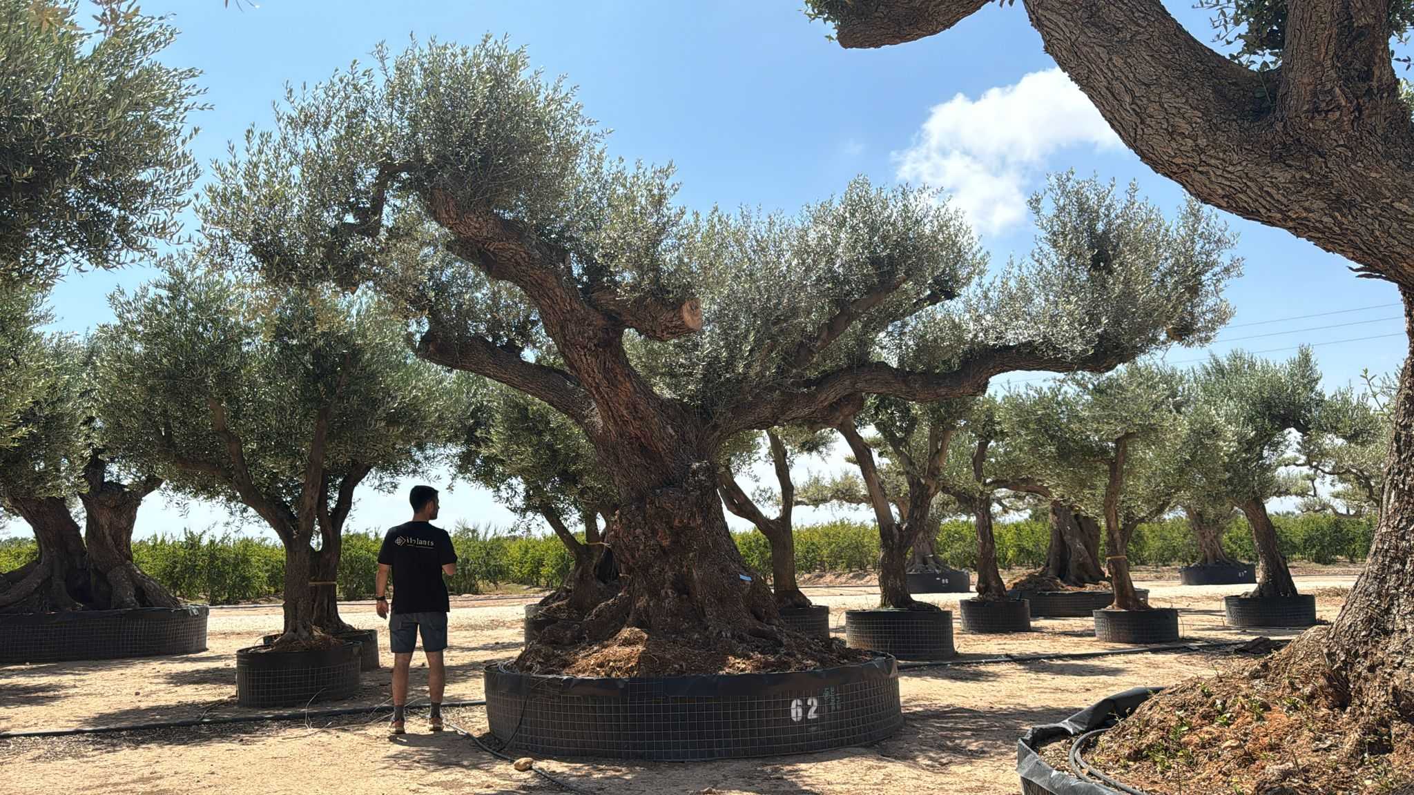 G - OL EU Olea Europaea Farga - Netting