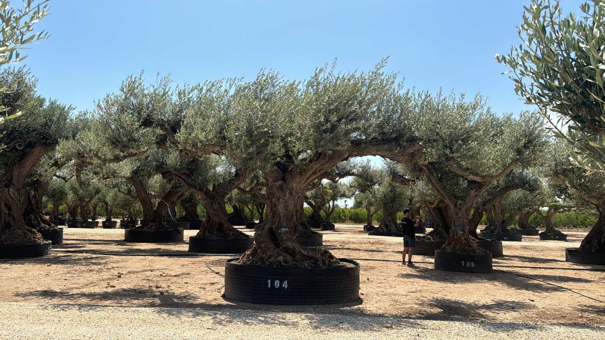 G - OL EU Olea Europaea Farga - Netting
