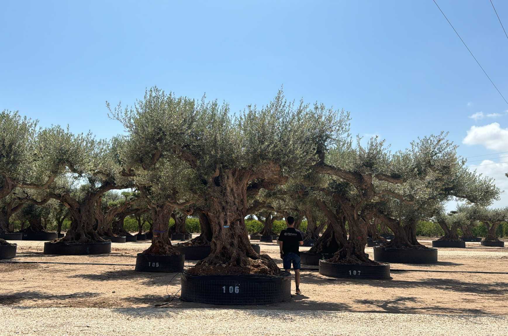 G - OL EU Olea Europaea Farga - Netting