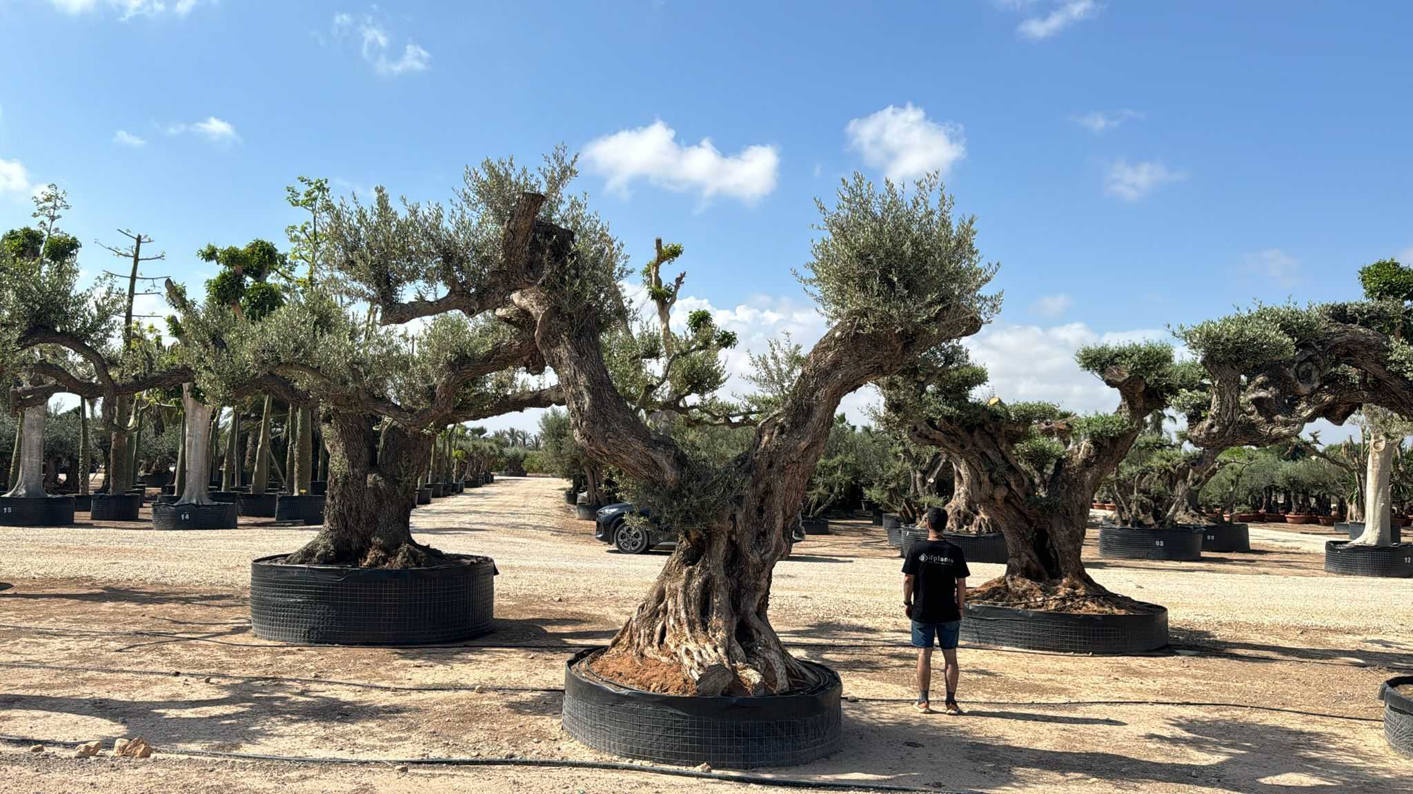 D - OL EU Olea Europaea Farga - Netting