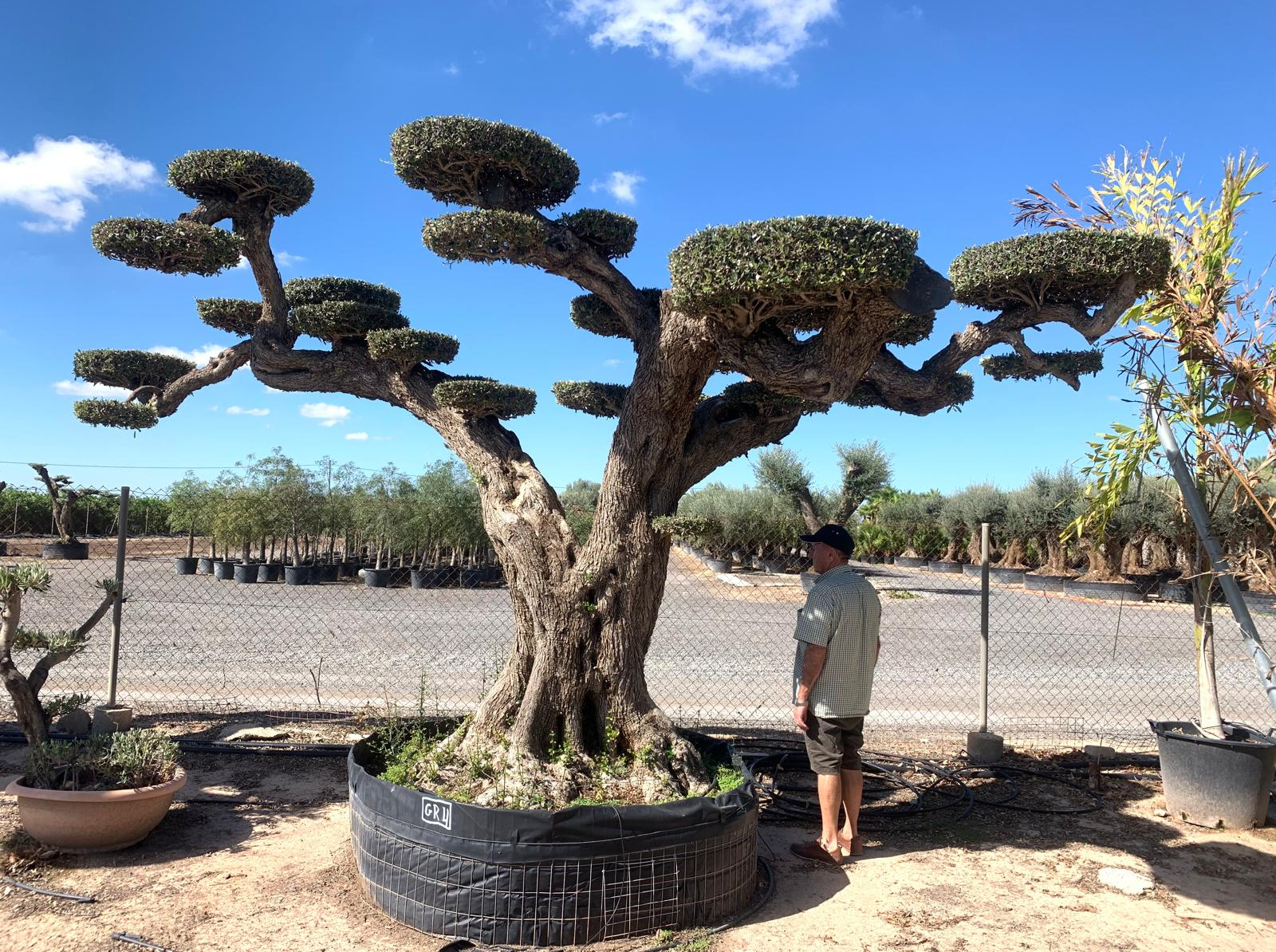 D - OL EU 45 Olea Europaea Topiary Clouds