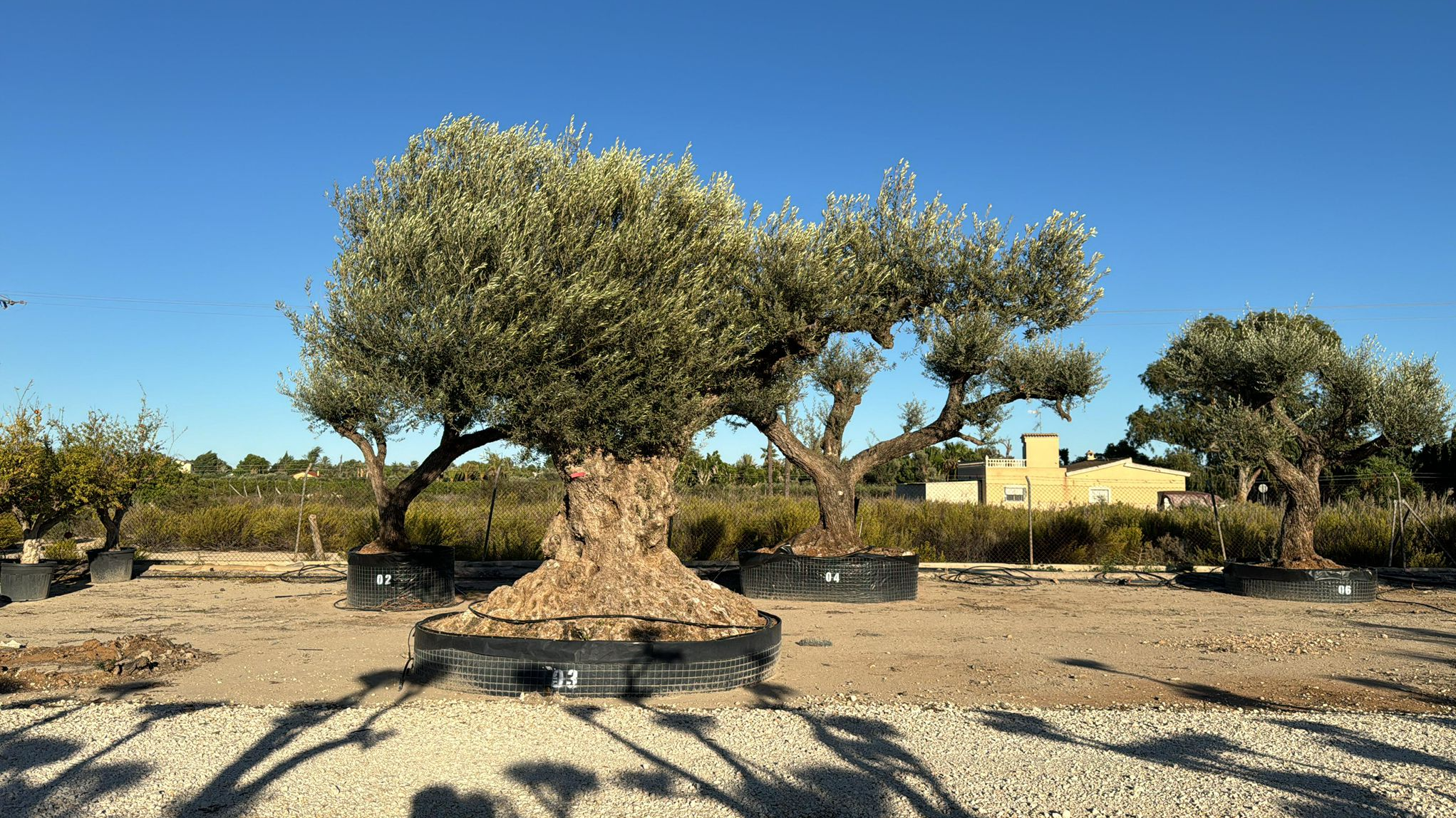 C - OL EU Olea Europaea Farga - Netting