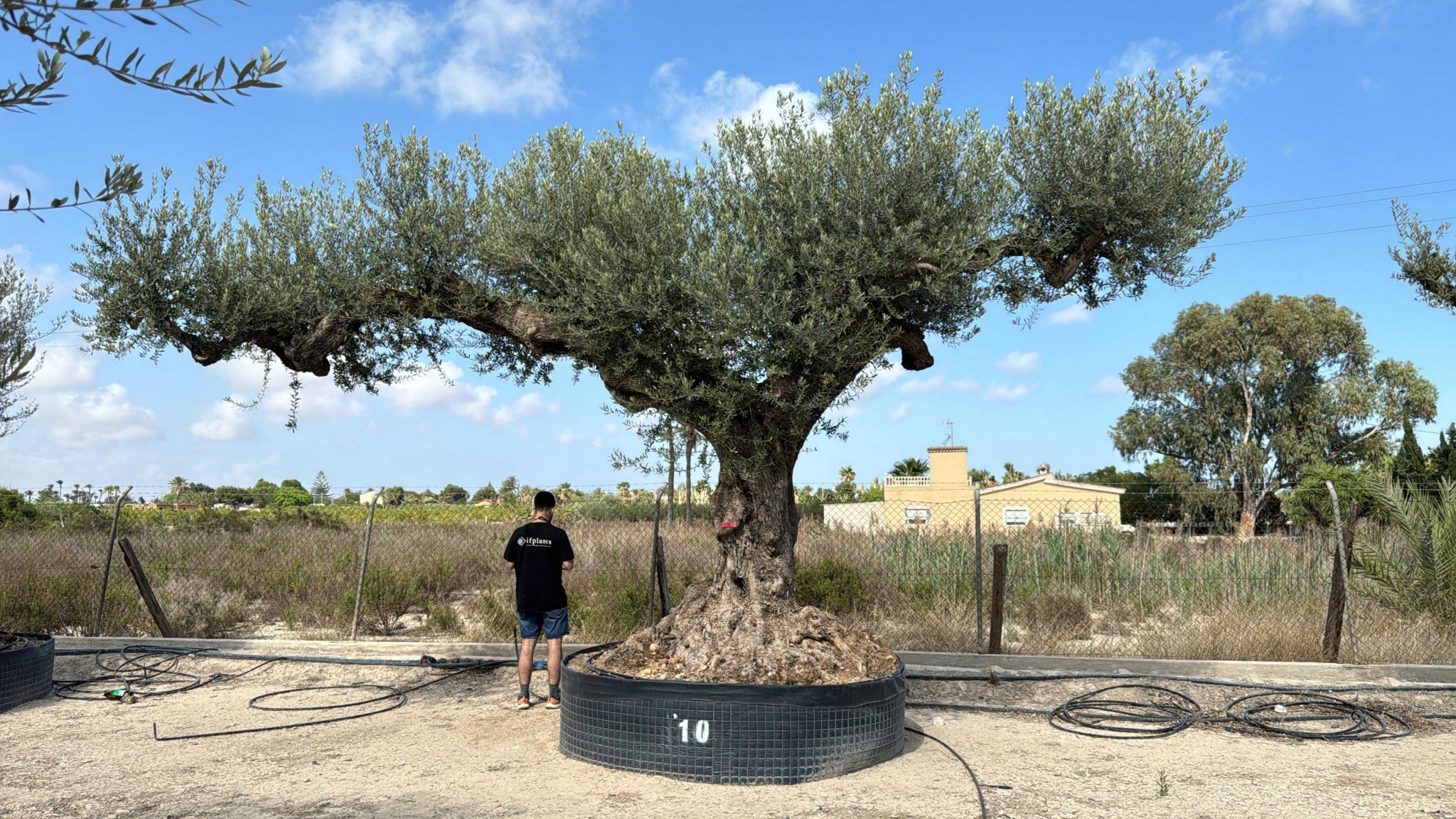 C - OL EU Olea Europaea Farga - Netting