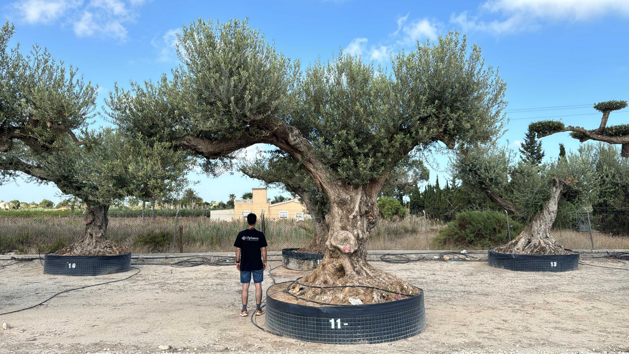 C - OL EU Olea Europaea Farga - Netting