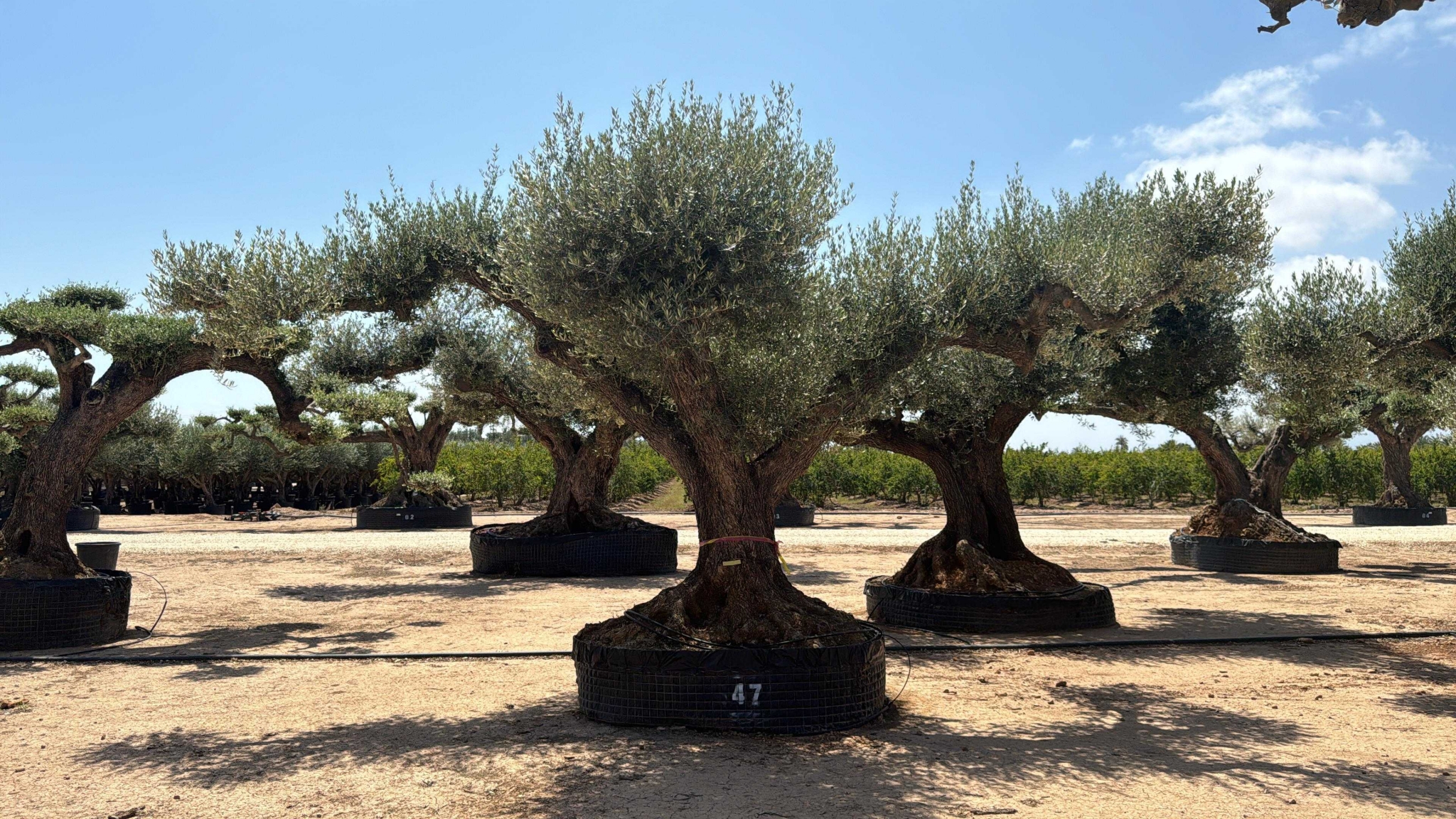 B - OL EU Olea Europaea Farga - Netting