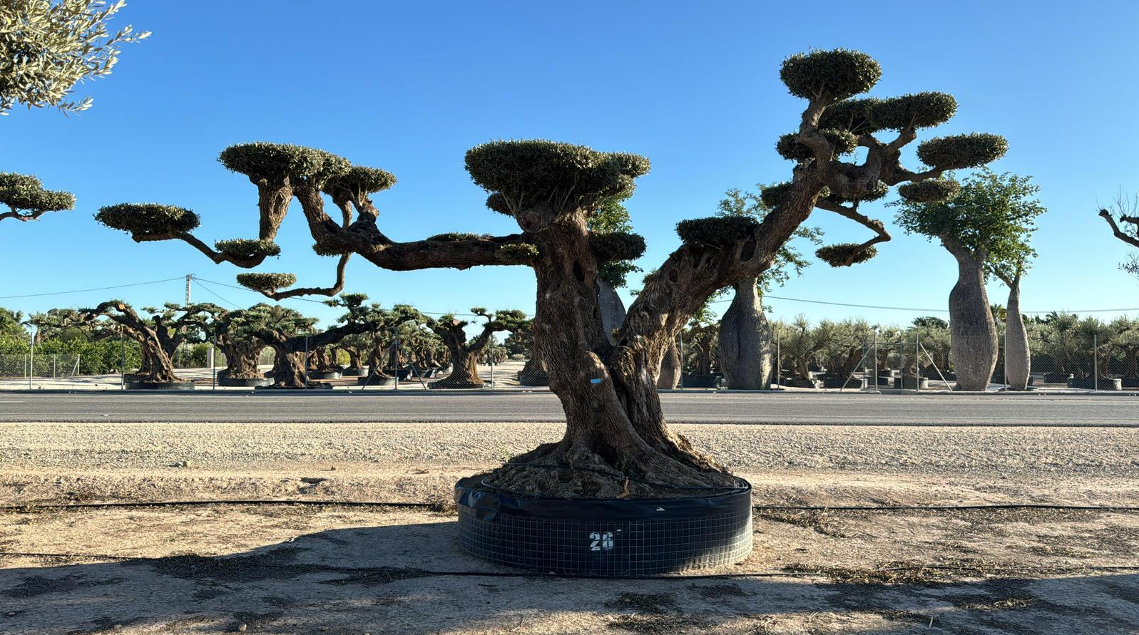 A - OL EU Olea Europaea Pom Pom Farga - Netting