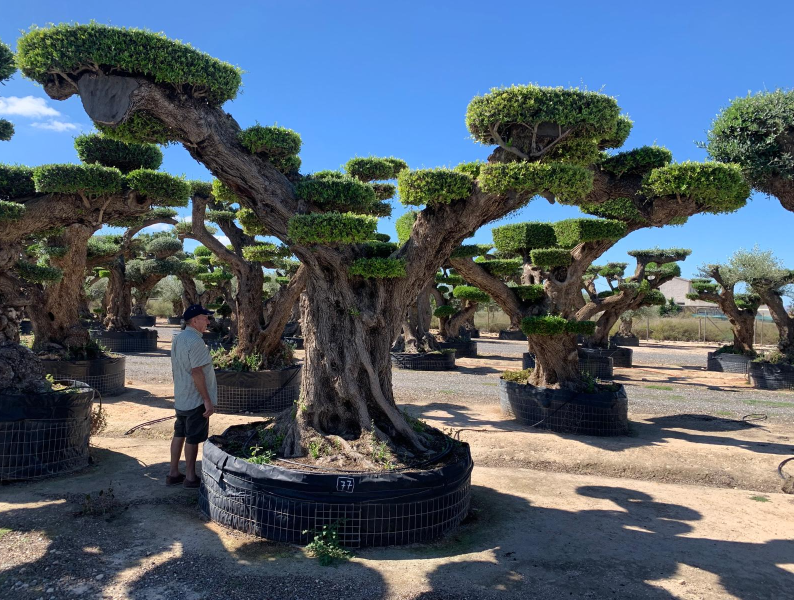 B - OL EU 77 Olea Europaea Topiary Clouds