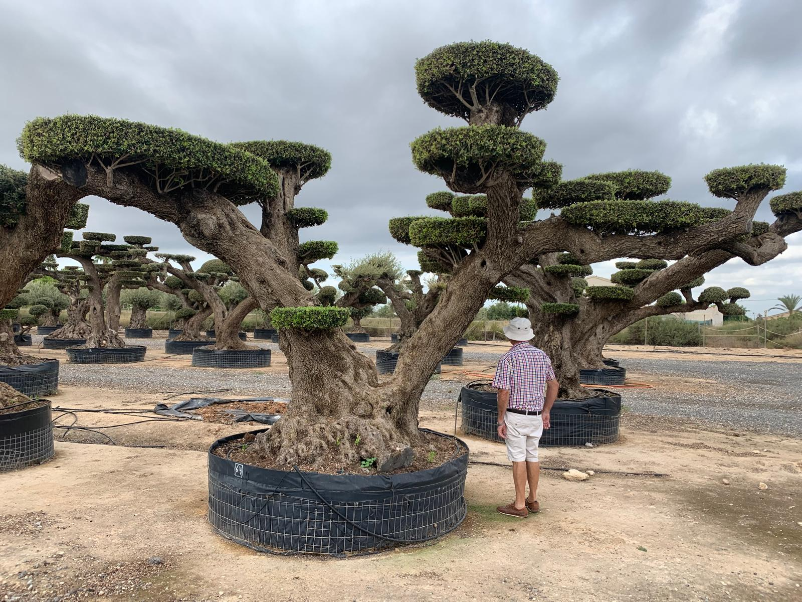 A - OL EU 64 Olea Europaea Topiary Clouds