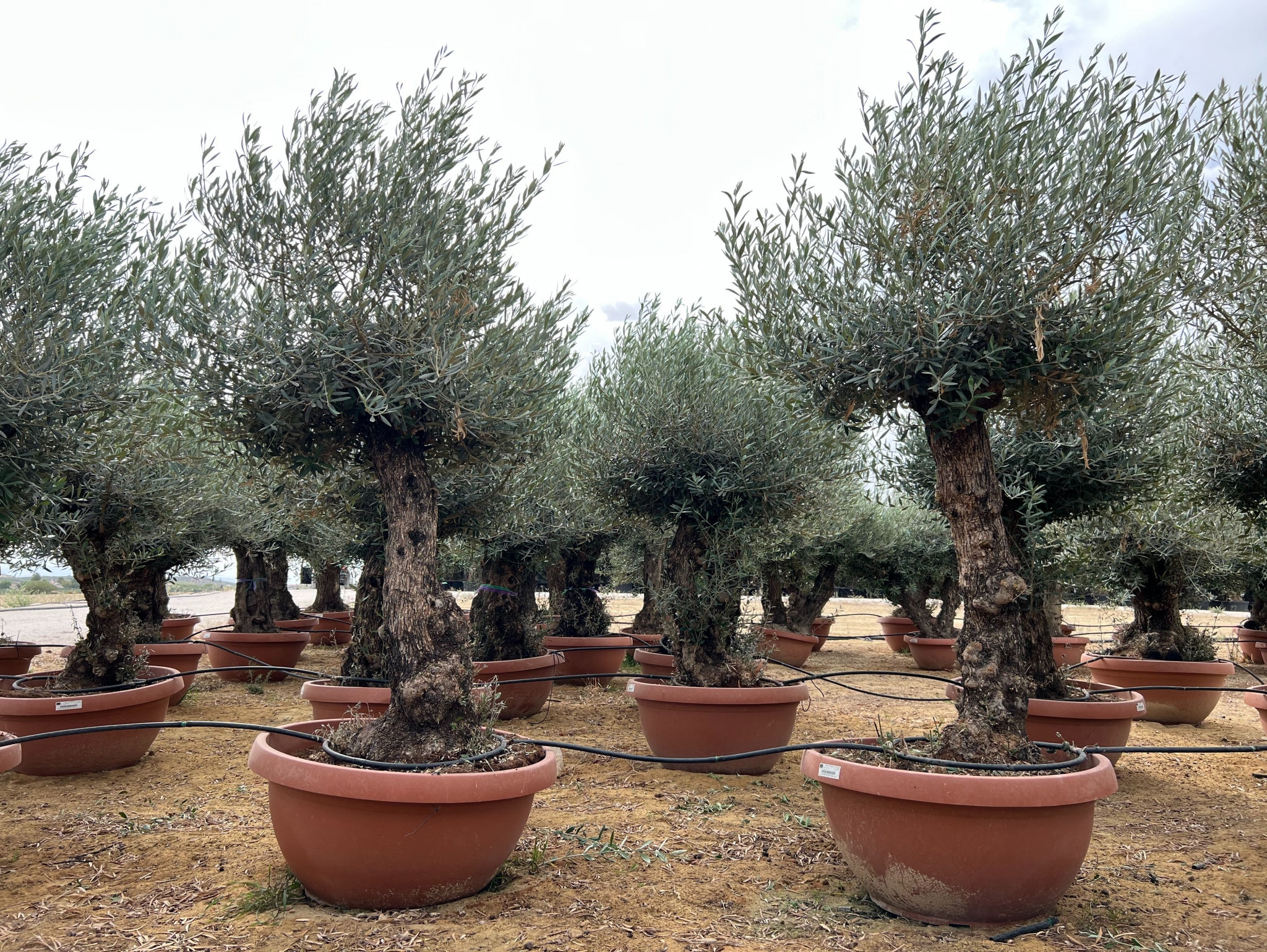 E - OL EU Olea Europaea Bonsai - 60/100 - 160L Deco pot