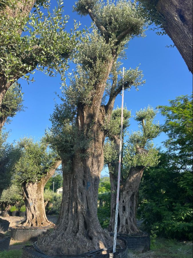 Olea Europaea Millenary Tall - Netting - 7M