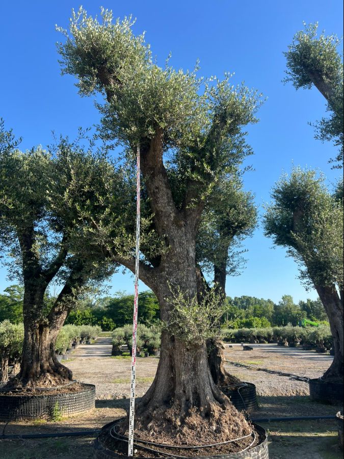 D - Olea Europaea Tall - 7M
