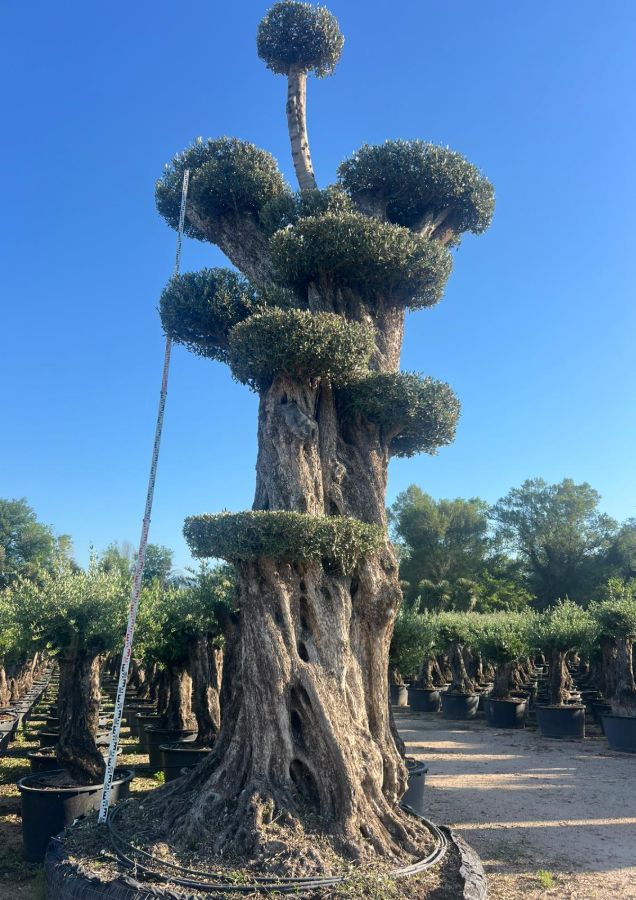 D - Olea Europaea Pom Pom Tall - 7M