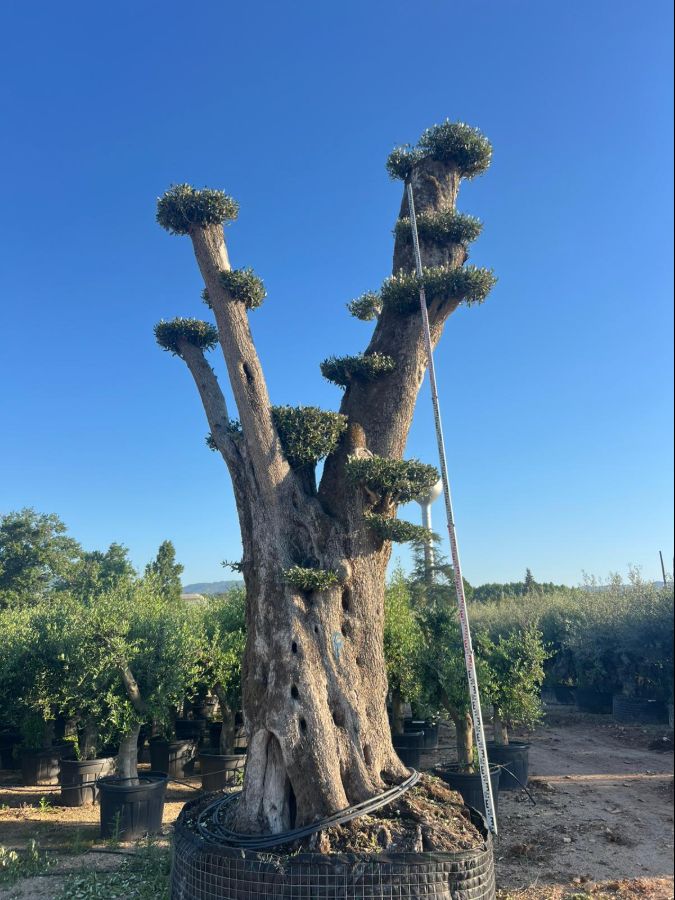 D - Olea Europaea Pom Pom Tall - 6M