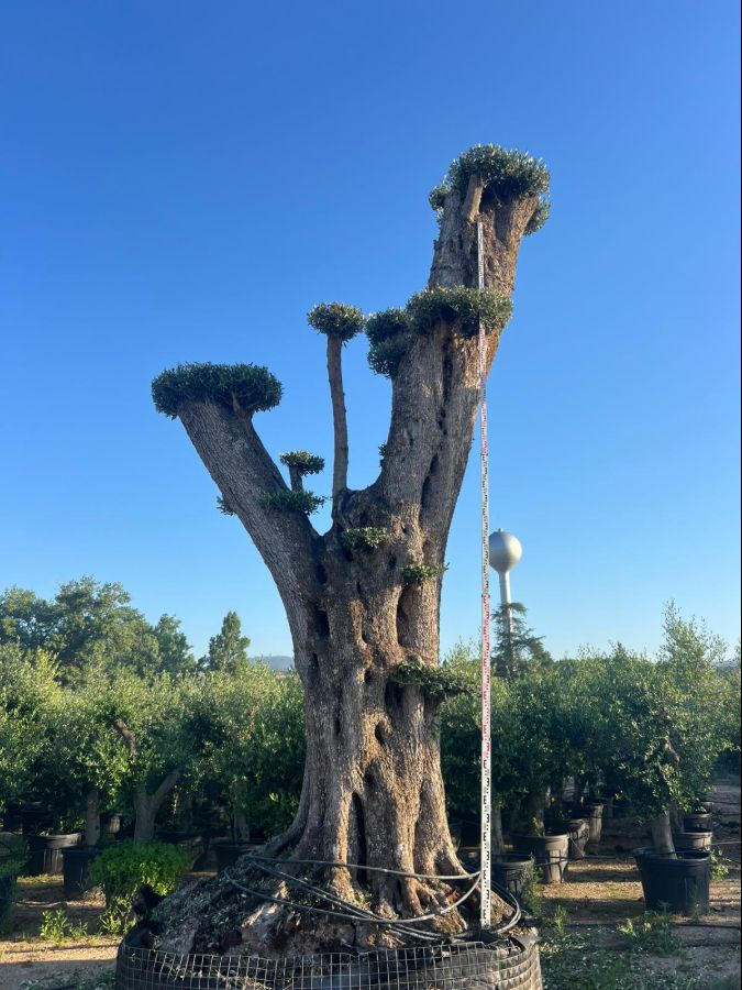 D - Olea Europaea Pom Pom Tall - 5,5M