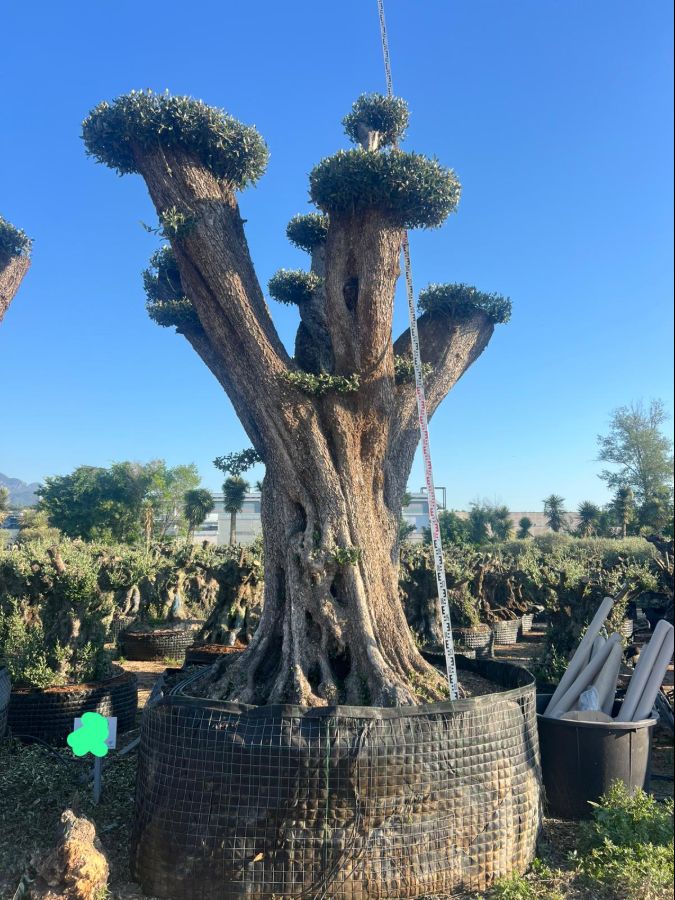 D - Olea Europaea Pom Pom Tall - 4M