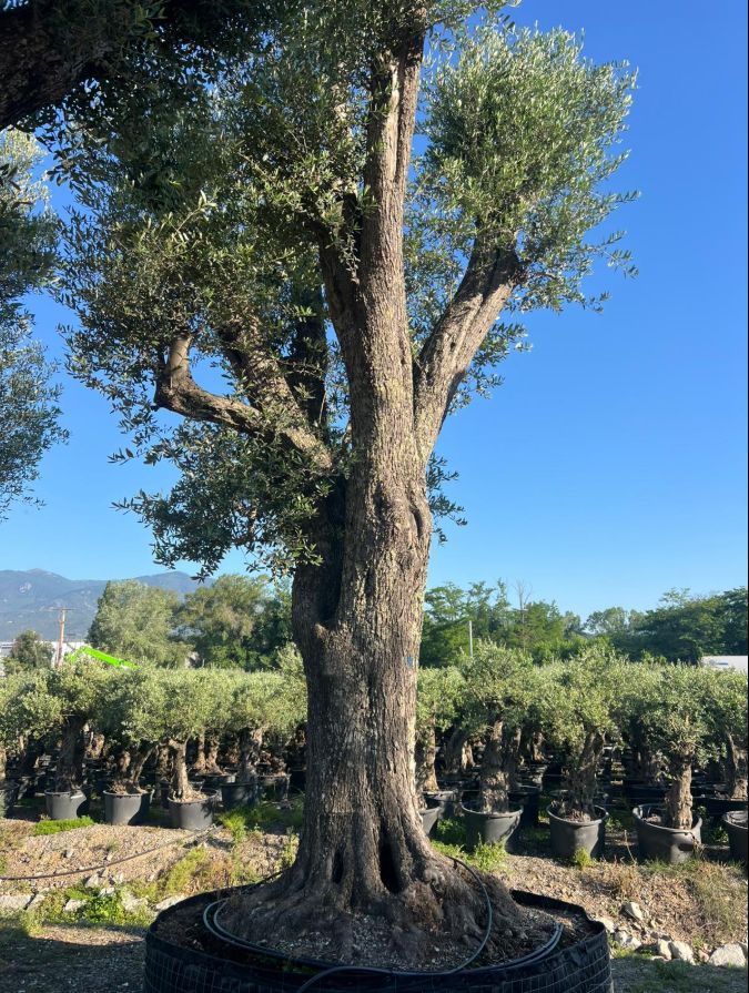 D - Olea Europaea Tall - 6M