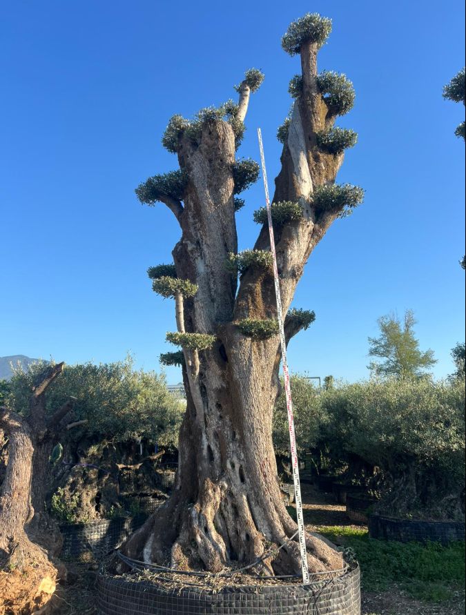 D - Olea Europaea Pom Pom Tall - 7m