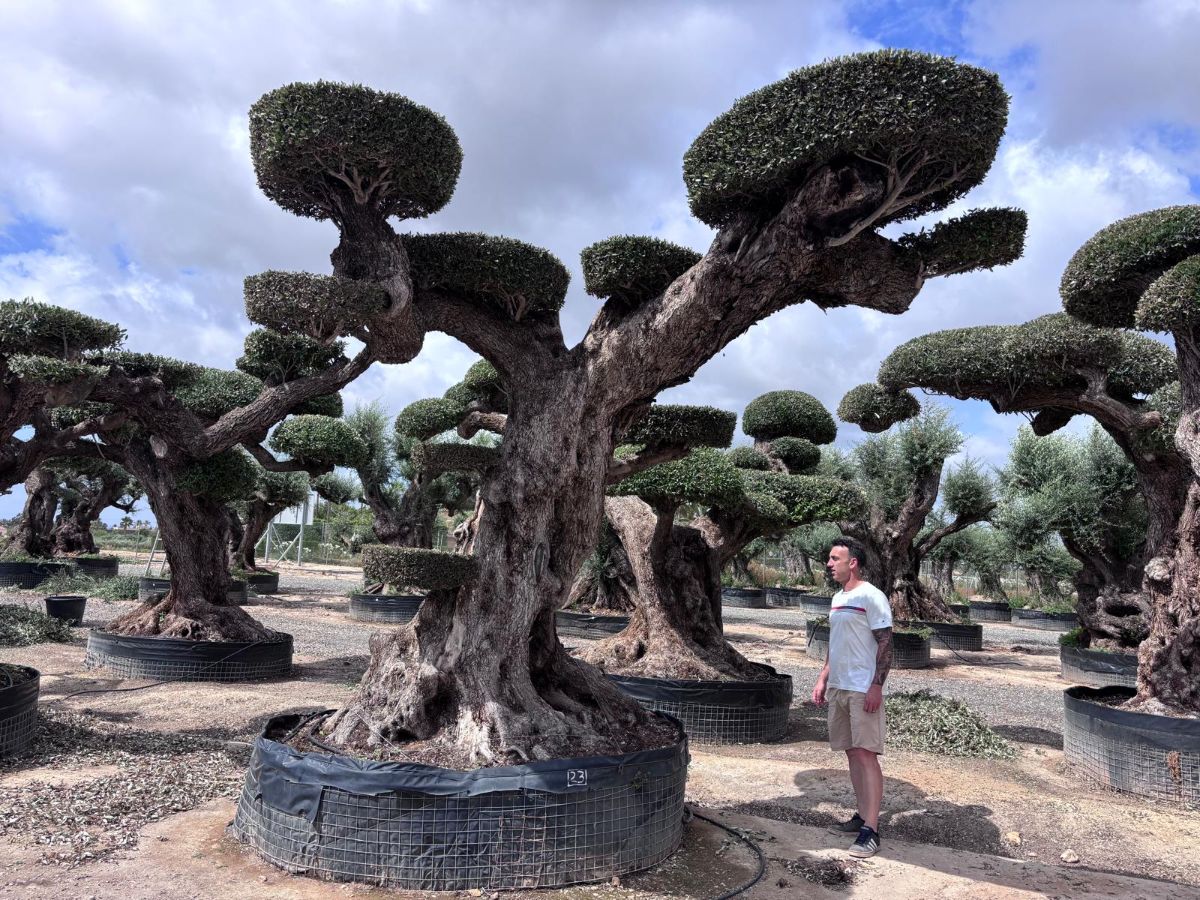 OL EU 23 Olea Europaea Topiary Cloud