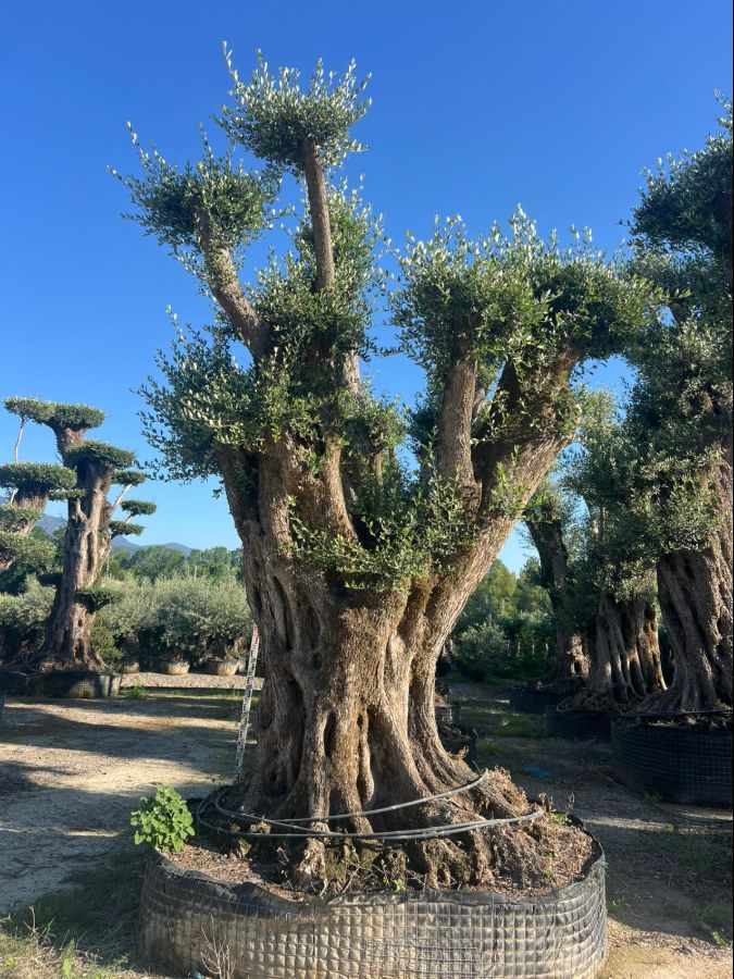 D - Olea Europaea Pom Pom Tall - 5M