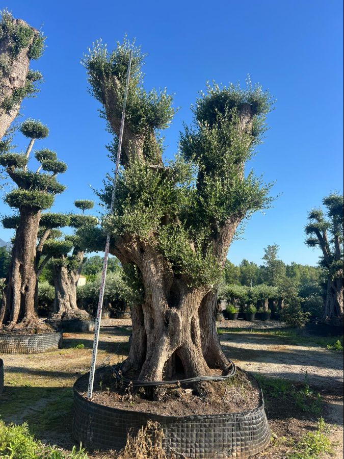 D - Olea Europaea Pom Pom Tall - 5M