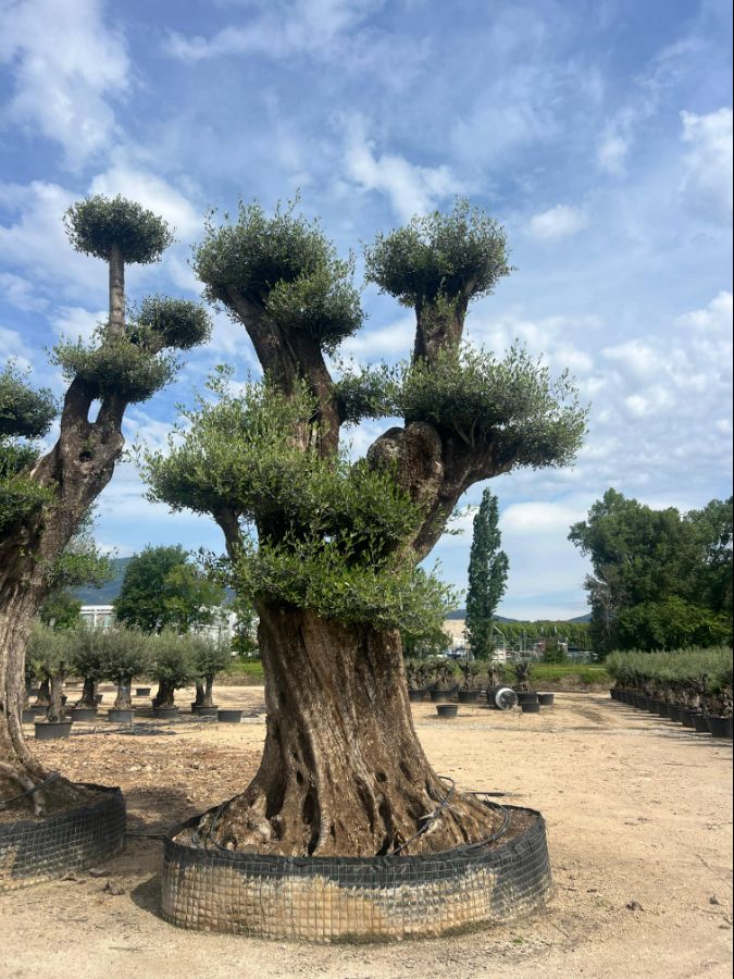 C - Olea Europaea Pom Pom Tall - 8M