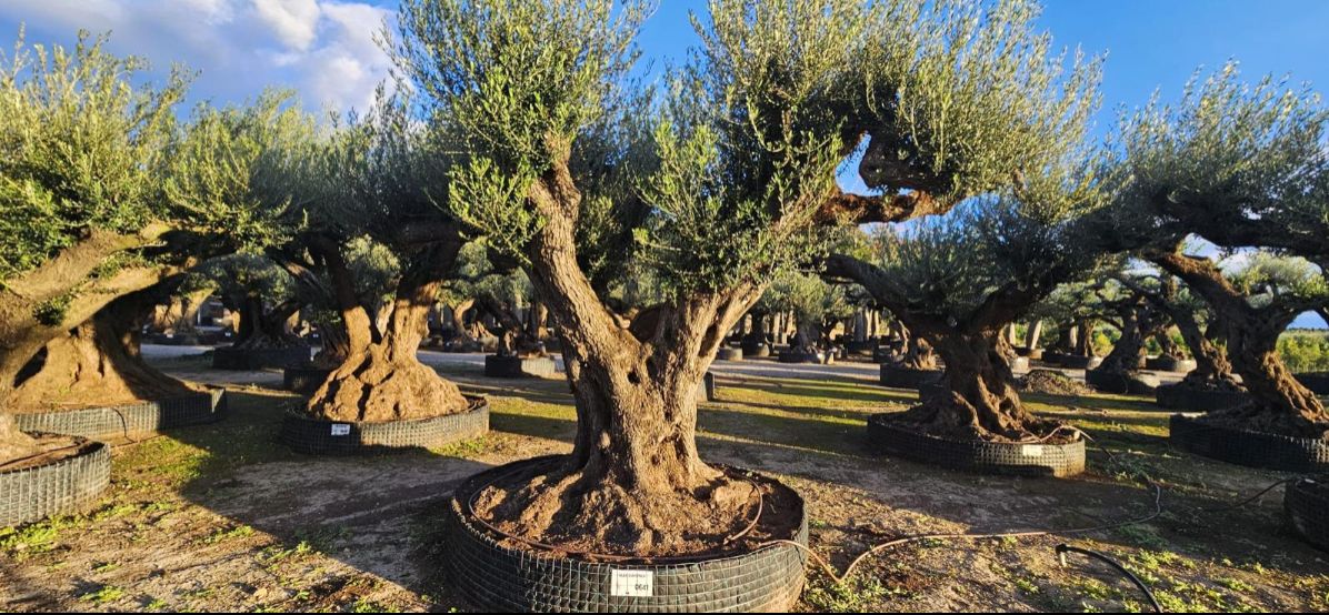 OL EU 641 Olea Europaea Millenary Massive - Netting