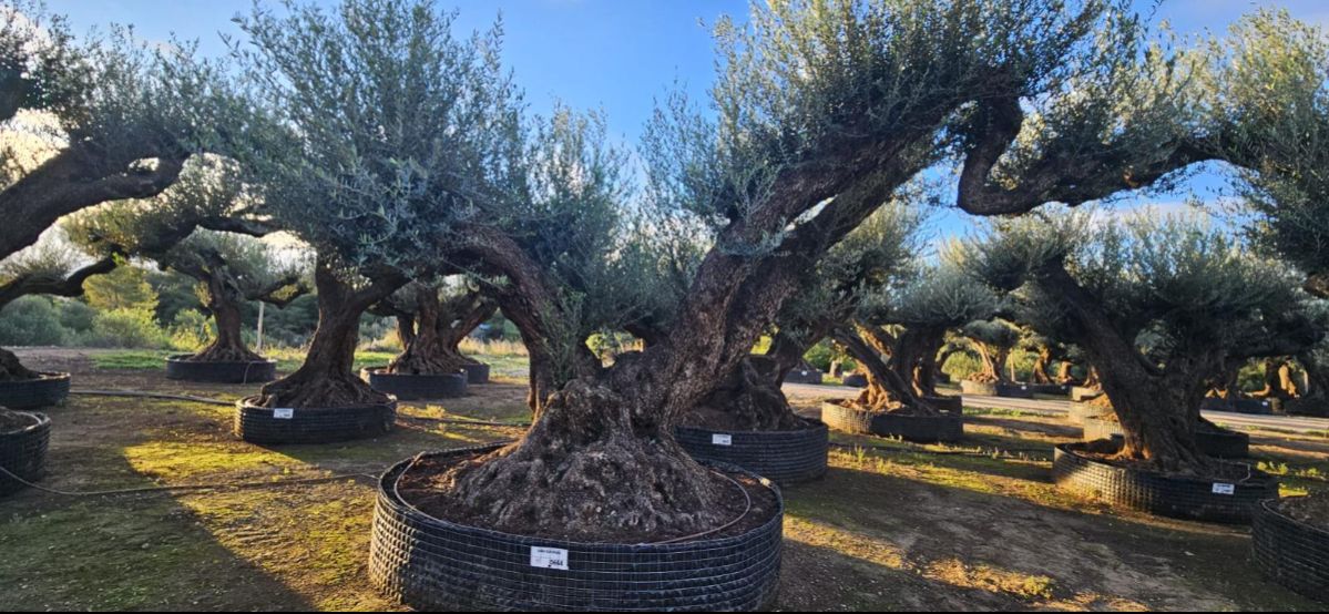 OL EU 664 Olea Europaea Millenary Massive - Netting
